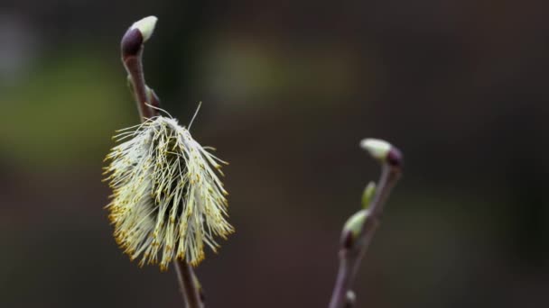 Kundička Willow Salix Cinerea Větru — Stock video