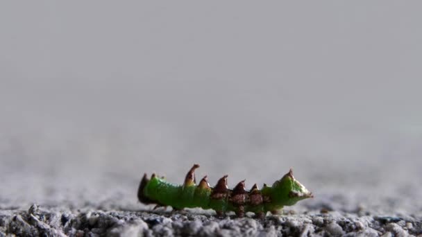 Caterpillar Fjäril Går Från Gren — Stockvideo