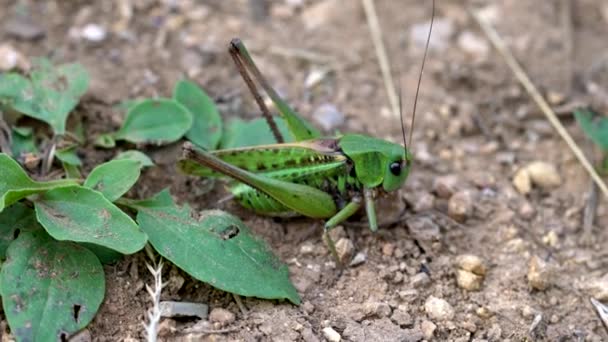 Green Grasshopper Bakgrunden — Stockvideo