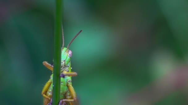 草上的绿色蚱蜢 — 图库视频影像