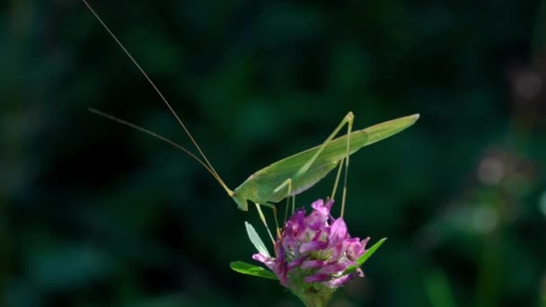 Grasshopper Flor Campo — Vídeo de Stock