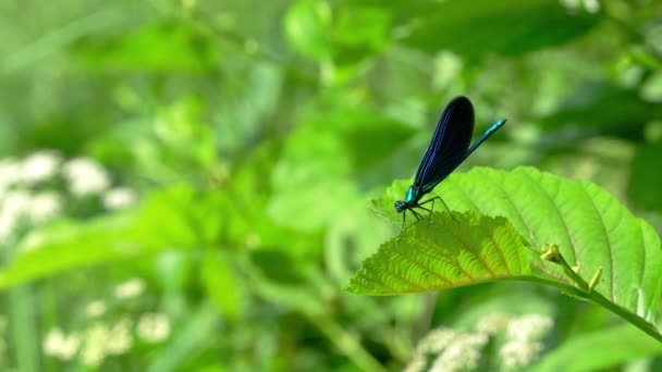 Ważka Gałęzi Banded Demoiselle Niebieski Calopteryx Splendens — Wideo stockowe