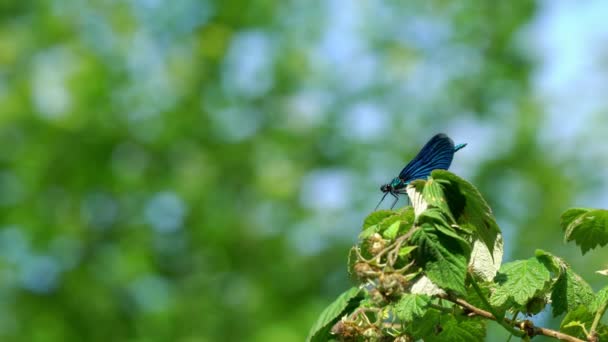 Dragonfly Ramo Banded Demoiselle Azul Calopteryx Splendens — Vídeo de Stock