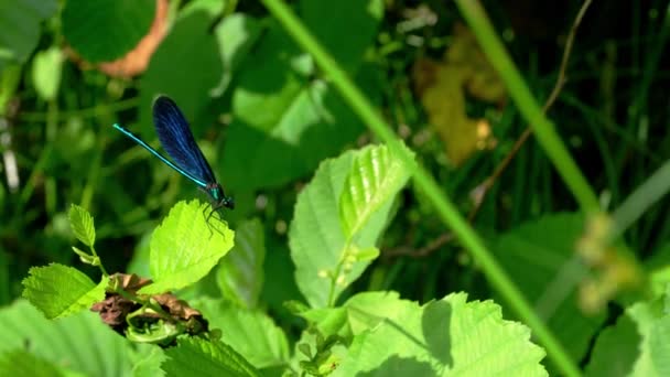 Ważka Gałęzi Banded Demoiselle Niebieski Calopteryx Splendens — Wideo stockowe