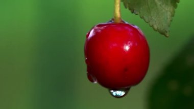 Doğal ortamda organik kiraz