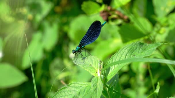 Dragonfly Στο Υποκατάστημα Banded Demoiselle Μπλε Calopteryx Splendens — Αρχείο Βίντεο
