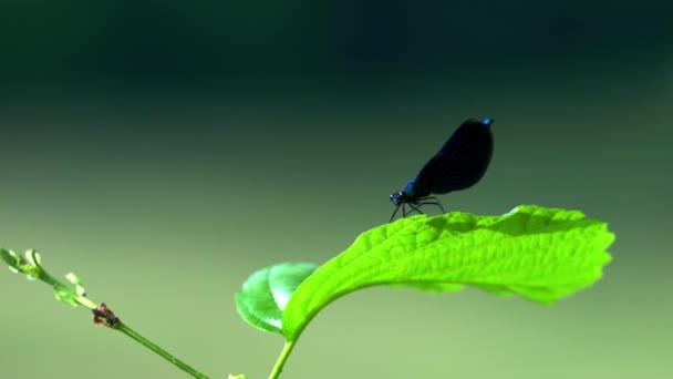 蜻蜓挂在树枝上 系带的 蓝色的 Calopteryx Splendens — 图库视频影像