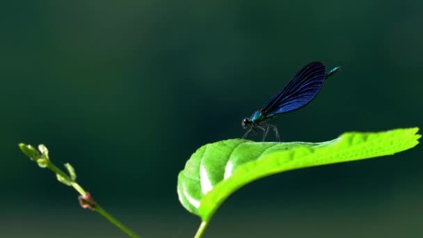 Dragonfly Grenen Banded Demoiselle Blå Calopteryx Splendens — Stockvideo