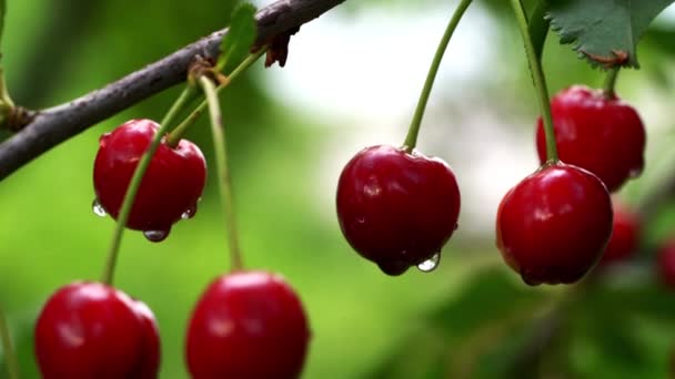 Cerezas Ecológicas Entorno Natural — Vídeos de Stock