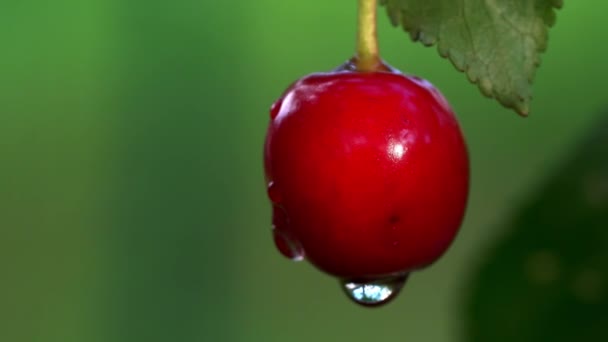 Organic Cherries Natural Environment — Stock Video