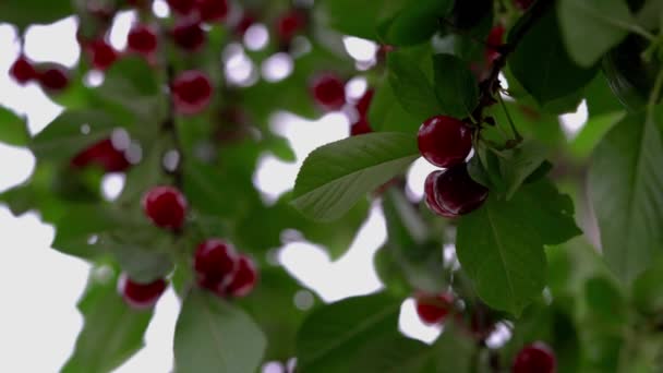 Cerezas Rojas Maduras Orgánicas Recogiendo — Vídeos de Stock