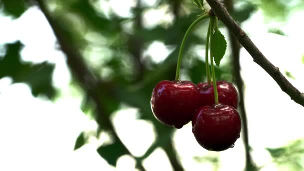 Cerezas Rojas Maduras Orgánicas Recogiendo — Vídeo de stock