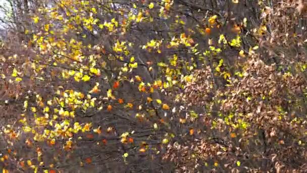 Podzimní Listí Větru — Stock video