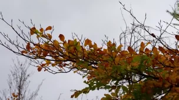 Herfstbladeren Wind — Stockvideo