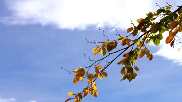 Herbstblätter Wind — Stockvideo