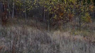 Sonbahar rüzgarında Kuru Çim ve huş 