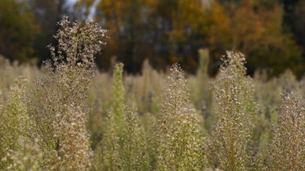 Herbe Sèche Automne Balançant Dans Brise — Video