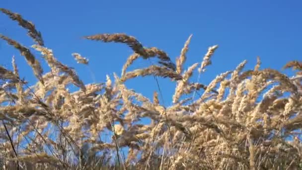 Herbe Sèche Dans Brise — Video