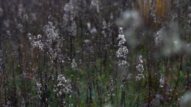 Esinti kuru dağ çiçekleri