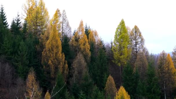 秋天的森林在风中 — 图库视频影像