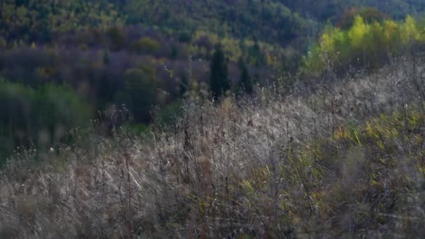 Krajobraz Suchej Trawy Jesienny Wiatr — Wideo stockowe