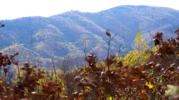 Paysage Dans Fort Vent Automne — Video