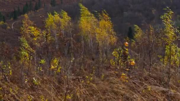 Paysage Dans Fort Vent Automne — Video