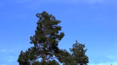  Rüzgarda sallanan Ladin ağacı