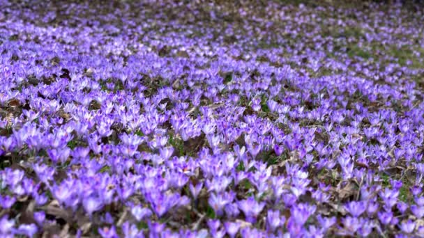 Bahar Crocus Rüzgarda — Stok video