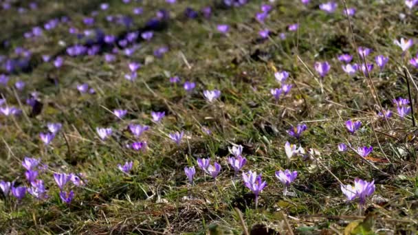 Bahar Crocus Rüzgarda — Stok video