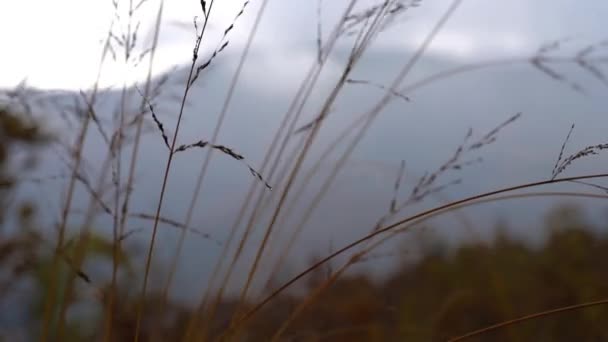 Ветер Сухой Траве — стоковое видео