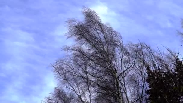 Birch Tree Swaying Wind — Stock Video