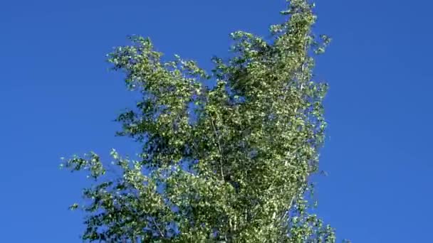 Bouleau Balançant Dans Vent — Video