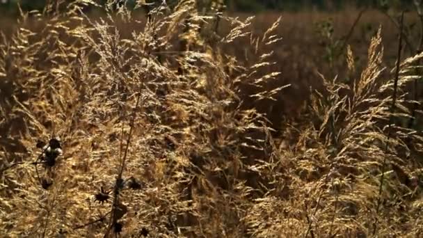 Vento Campo Grama — Vídeo de Stock