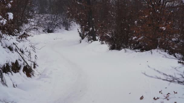 Niños Trineo Nieve — Vídeo de stock