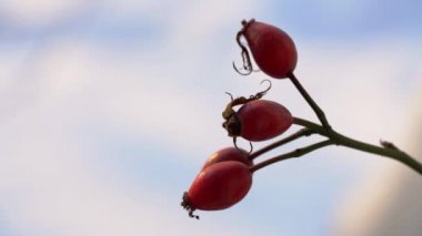 Kış ortamında gül kalçası (Rosa canina)