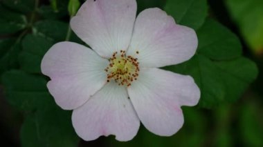 Doğal ortamda Vahşi Gül (Rosa canina)