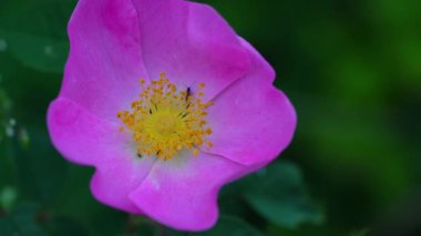 Doğal ortamda Vahşi Gül (Rosa canina)