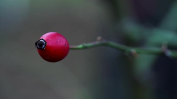 Rose Hip Natural Environment — Stock Video