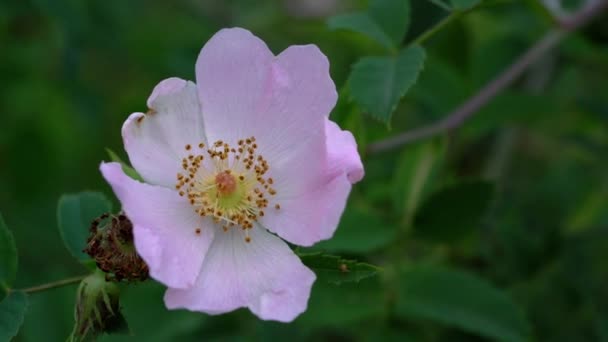 Wildrose Rosa Canina Natürlicher Umgebung — Stockvideo