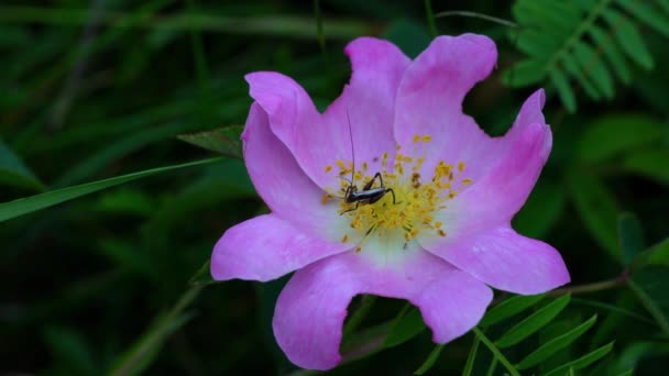 Άγριο Τριαντάφυλλο Rosa Canina Φυσικό Περιβάλλον — Αρχείο Βίντεο