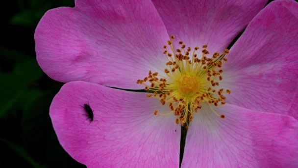 Wildrose Rosa Canina Natürlicher Umgebung — Stockvideo