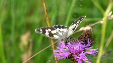 Çimlerin üzerinde kelebek