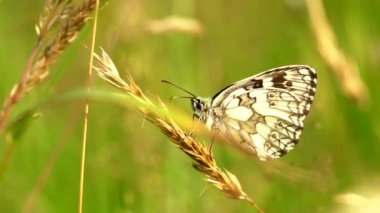 Çimlerin üzerinde kelebek