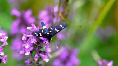 Çimlerin üzerinde kelebek