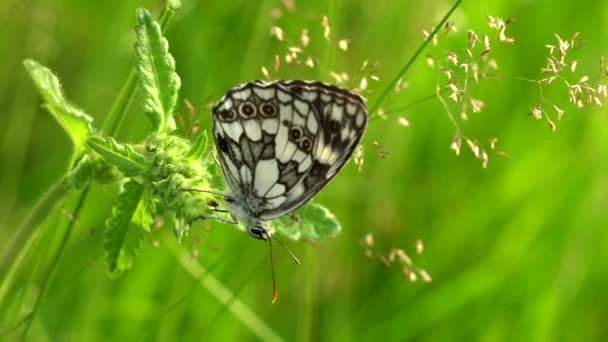 Mariposa Hierba — Vídeos de Stock