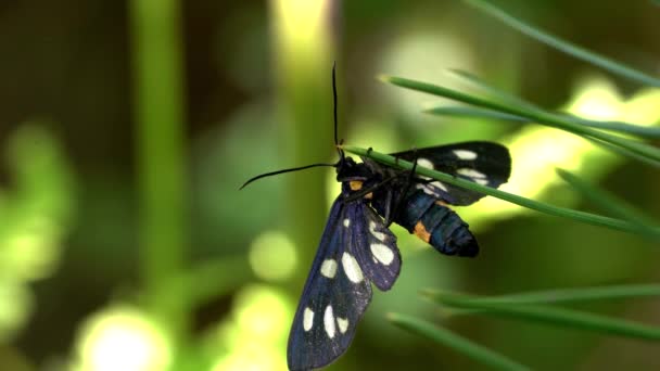 Метелик Гілці — стокове відео