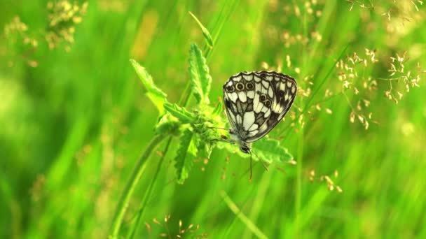 Бабочка Траве — стоковое видео