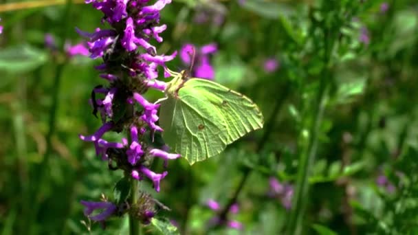 Motýl Polní Kvítí — Stock video