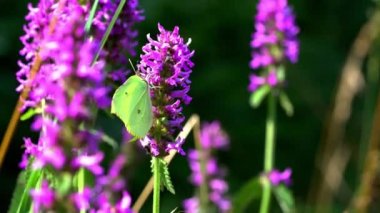 Vahşi çiçek üzerinde dans kelebekler